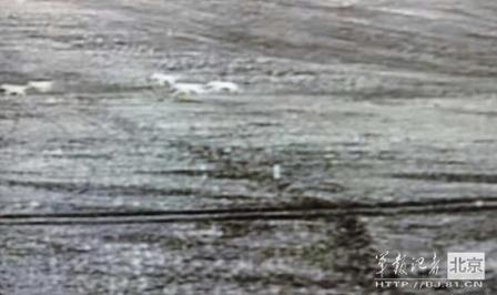 邊防軍出奇事:白天見珍稀動物晚上拍狼馬大戰